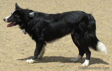 Right Profile - Marnie the Border Collie standing outside with its mouth open and tongue out
