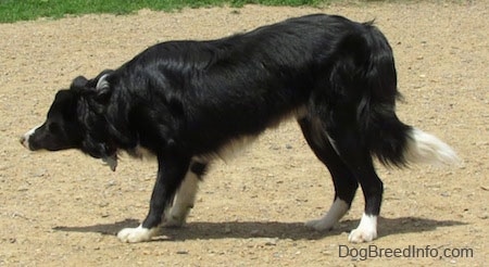 Right Profile - Marnie the Border Collie standing on dirt with its head down.