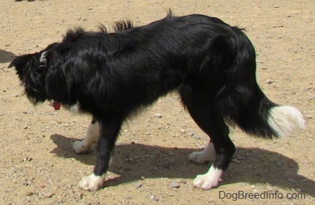 Right Profile - Marnie the Border Collie standing on dirt and looking at the nearest shadow.