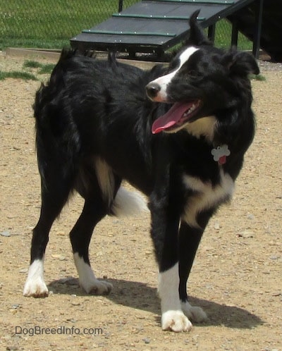 Marnie the Border Collie standing in dirt with a dog ramp obstacle behind it and its mouth is open with the tongue out