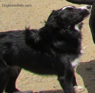 Marnie the Border Collie waiting in front of a person