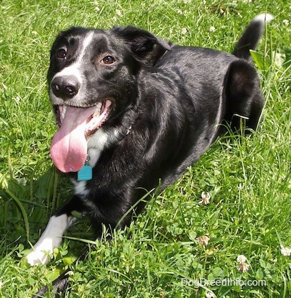Reilly the Border Collie laying outside in grass with its mouth open and tongue out