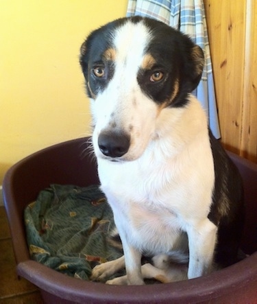 Gill the Border Collie laying in a plastic bucket type dog bed with its ears back