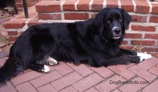 The right side of a black Border Newfie that is laying on a brick sidewalk, against a brick staircase and it is looking forward.