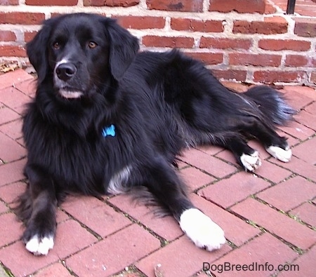 A black with white Border Newfie is laying on a brick sidewalk and it is looking to the left.