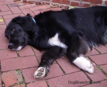 The left side of a black with white Border Newfie that is laying down on its side and on a brick sidewalk