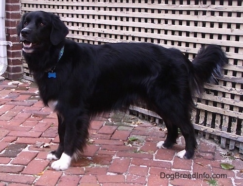 The left side of a black with white Border Newfie that is standing across a brick sidewalk with its mouth open and behind it is a wooden fence.