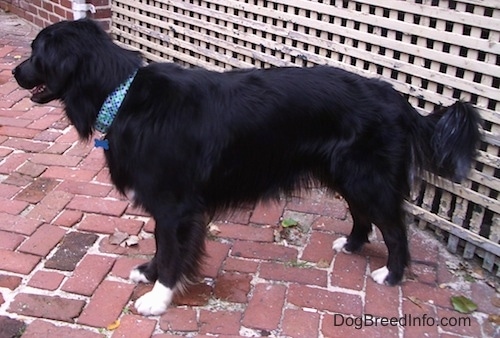 The left side of a black with white Border Newfie that is standing across a brick sidewalk with its mouth open and it is looking to the left.
