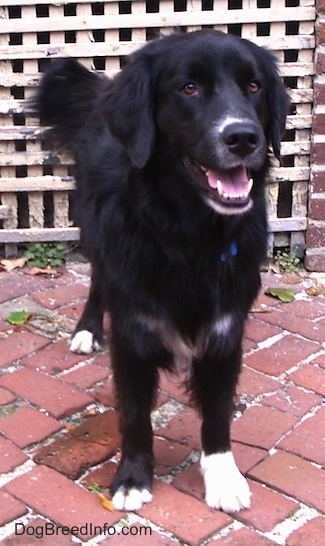 A black with white Border Newfie is standing on a brick sidewalk, it is looking forward and there is a wooden fence behind it.