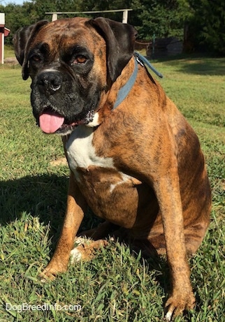 Bruno the Boxer sitting in grass with his tongue out
