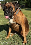 A brown with black and white Boxer is sitting in grass and he is looking forward. He has a tongue sticking out of his mouth.