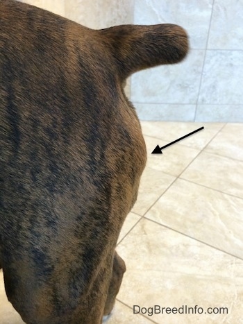 The back end of Bruno the Boxer with an arrow pointing to a tumor on Bruno's backside