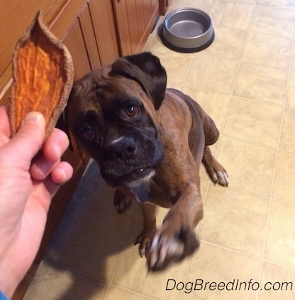 Bruno the Boxer sitting in front of a dog bowl with his paw in the air waving for a sweet potato chip