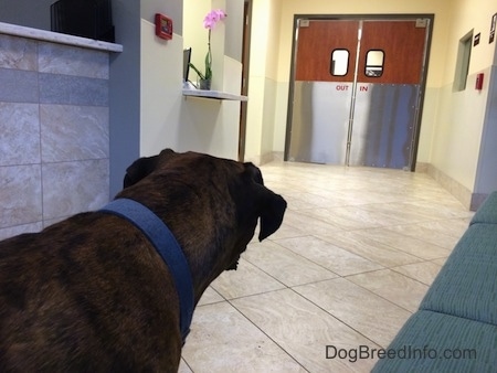 Bruno the Boxer looking at the emergency room swinging doors