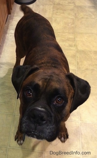 Close Up - Bruno the Boxer standing in a kitchen looking up at the camera