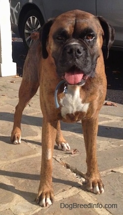 Bruno the Boxer standing on a stone porch with his mouth open