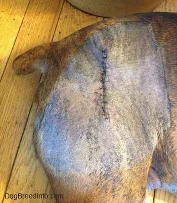 Close Up - Bruno the Boxers back left hip suture wounds