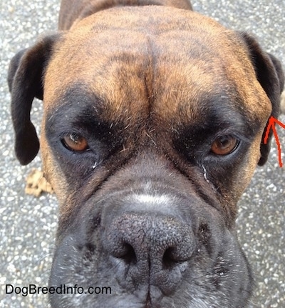 Close Up - Bruno the Boxers face with an arrow pointing to the tumor on the left side of his head