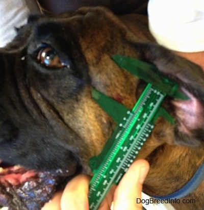Close Up - Tumor on the side of Brunos face being measured