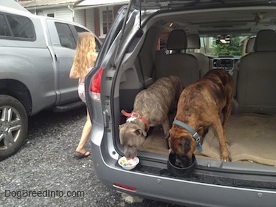 Spencer the Pit Bull Terrier and Bruno the Boxer eating out of dog bowls in the back of a van