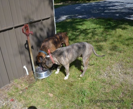 Bruno the Boxer and Spencer the Pit Bull Terrier drinking water out of a dog bowl next to a metal building