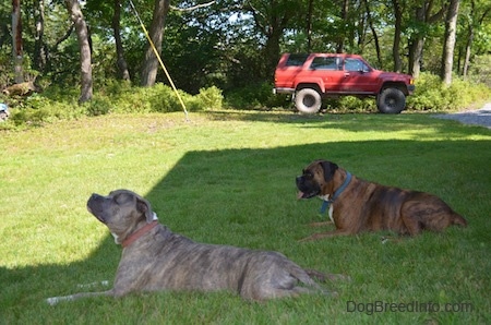 Bruno the Boxer and Spencer the Pit Bull Terrier laying in a lawn with an old red Toyota 4-Runner behind them