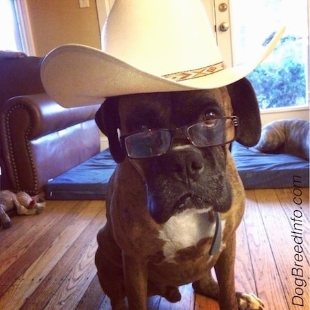 Bruno the Boxer is sitting in a house wearing a cowboy hat and a pair of reading glasses