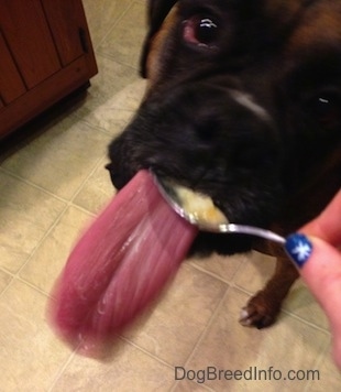 Close Up - Bruno the Boxer licking beef stew from a spoon