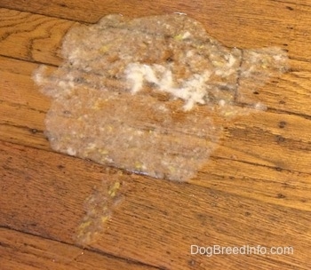 Bruno the Boxer's bile from throwing up on the hardwood floor