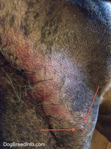 Other Tumors showing up near the stitched area