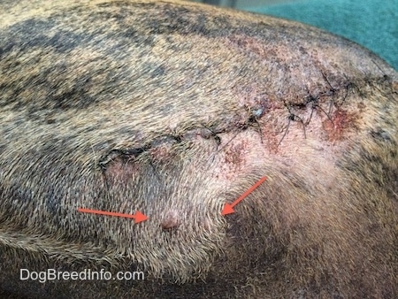 Close Up - Bruno the Boxer with tumors near the stitched backside