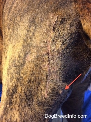 An Arrow pointing to another lump on Bruno the Boxers Backside