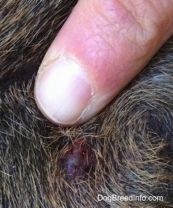 Close Up - Finger pointing to a mast cell tumor on Bruno the Boxer