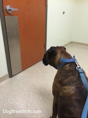 Bruno the Boxer sitting in front of a door