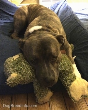 Spencer the Pit Bull Terrier laying on a dog bed with his head resting on a frog plush toy