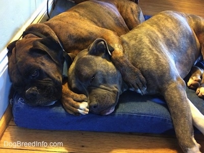 Bruno the Boxer and Spencer the Pit Bull Terrier snuggled together on a dog bed with Bruno's paws all over Spencer