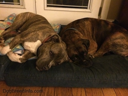 Bruno the Boxer and Spencer the Pit Bull Terrier laying together in a dog bed