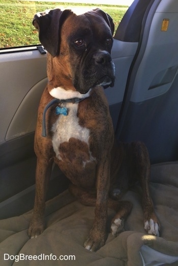 Bruno the Boxer sitting on a dog bed in a van