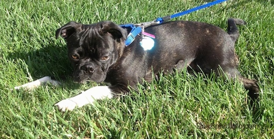 Murphy the Bugg puppy wearing a blue collar and leash laying outside in grass