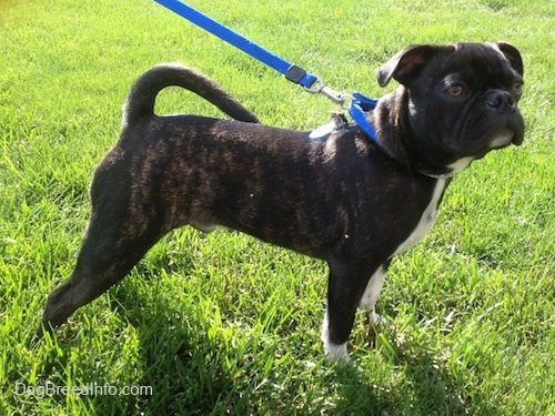 Left Profile - Murphy the Bugg Puppy standing outside in grass pulling slightly on the leash