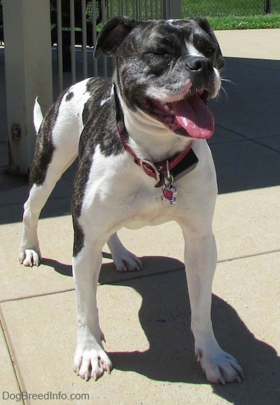 Front view - A tall, wide chested, black and white Valley Bulldog is standing across a concrete surface, it is looking to the right, its mouth is open and its tongue is sticking out.