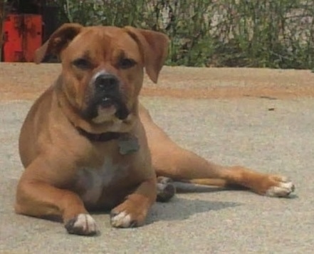 A brown with white Bullboxer Pit is laying on a sidewalk and it is looking forward.