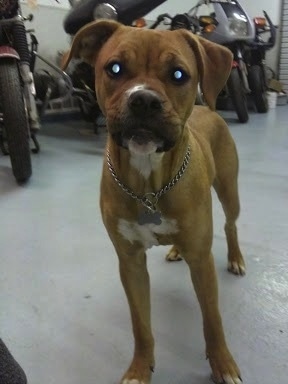 A brown with white Bullboxer Pit is standing in a garage with motorcycles to the left of it.