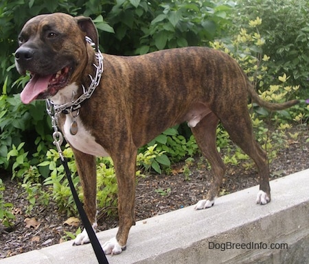 Bullboxer Pit Dog Breed Information and 