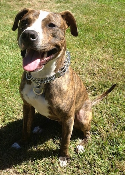 The front left side of a brindle with white Bullboxer Pit that is wearing a choke collar, its mouth is open, its tongue is out and it is sitting in grass.