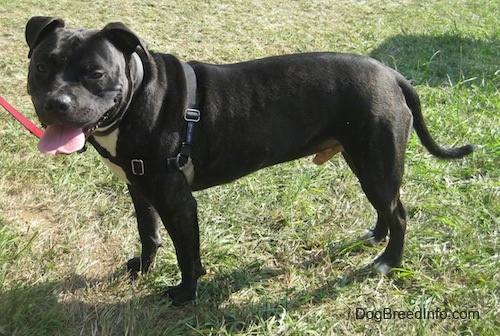 The left side of a black with white Bullboxer Staff that is standing across grass, its mouth is open, its tongue is out and it is looking forward.