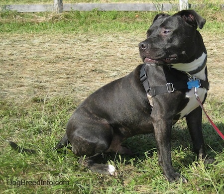 The front right side of a black with white bullboxer Staff that is sitting outside in grass and it is looking to the left.