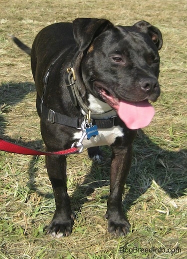 A black with white Bullboxer Staff that is standing in grass, its mouth is open and its tongue is out.