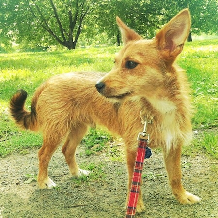 Saukko the Chidale standing outside in a dirt patch and looking to the left hooked to a plaid leash