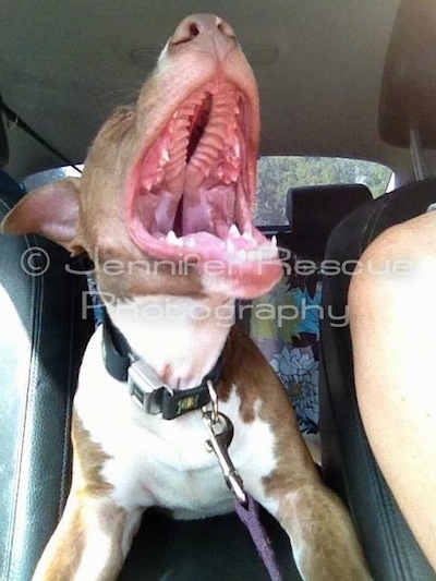 Baby E the Pit Bull Terrier in a car opening its mouth and his large crack in the roof of his mouth is visible